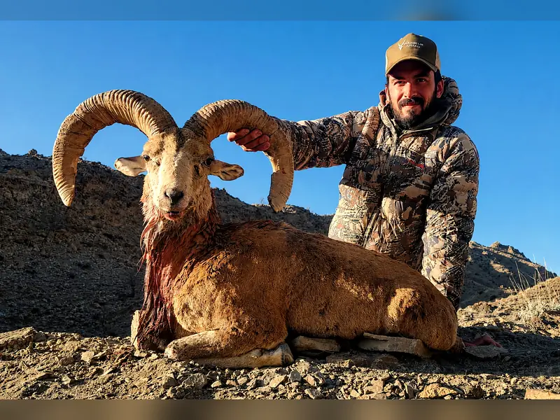 Afghan Urial, North of Quetta