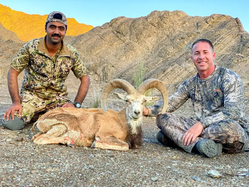 Afghan Urial, North of Quetta