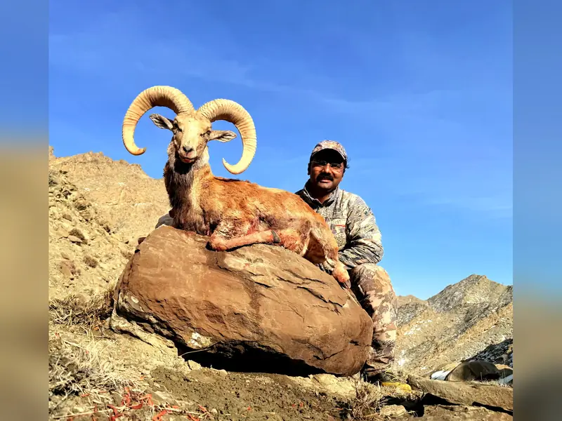 Afghan Urial, North of Quetta