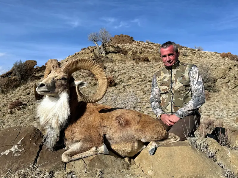 Afghan Urial, North of Quetta