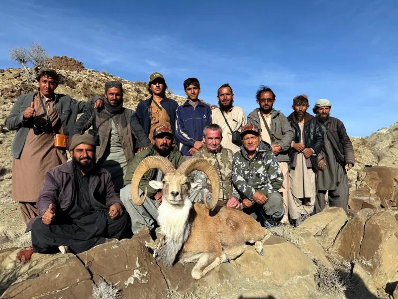 Afghan Urial, North of Quetta