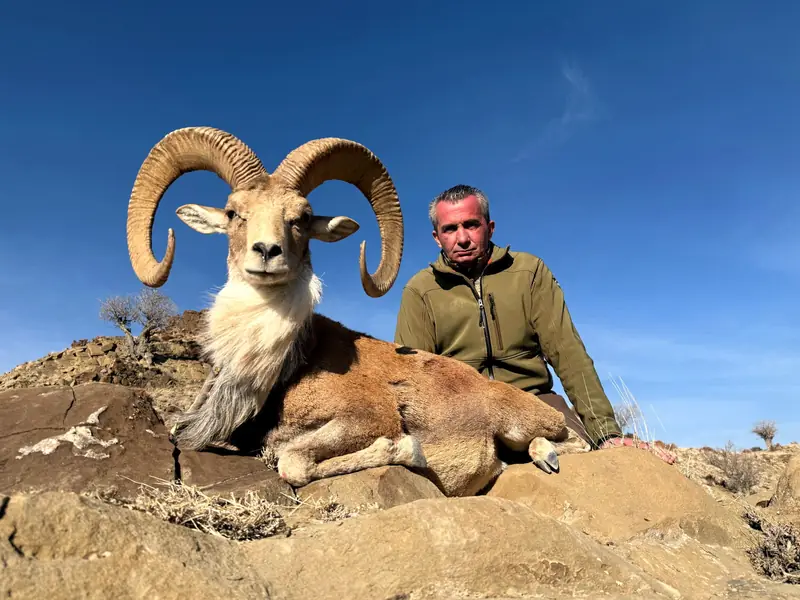 Afghan Urial, North of Quetta