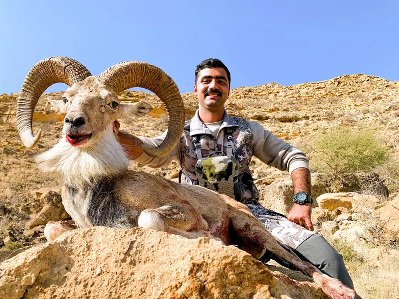 Afghan Urial, North of Quetta