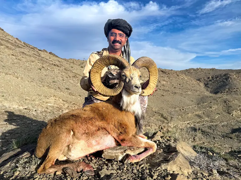 Afghan Urial, North of Quetta