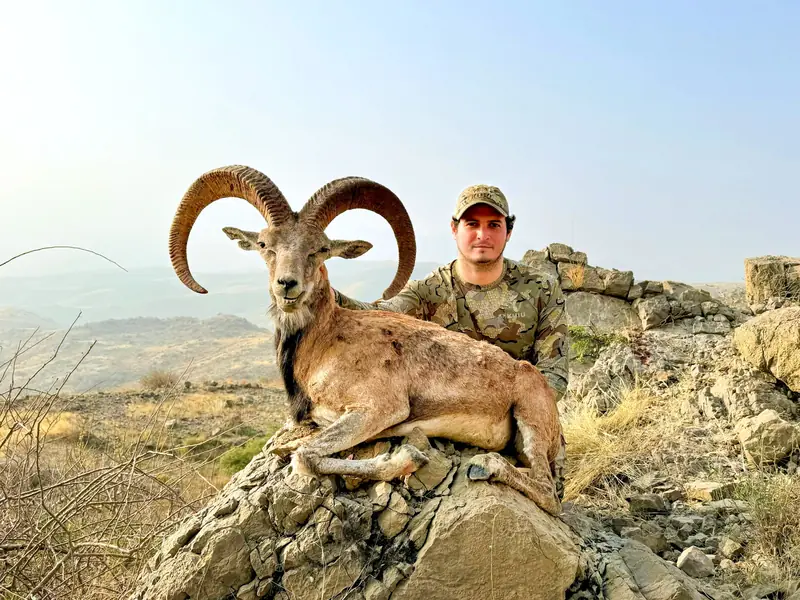 Blandford Urial, Sindh