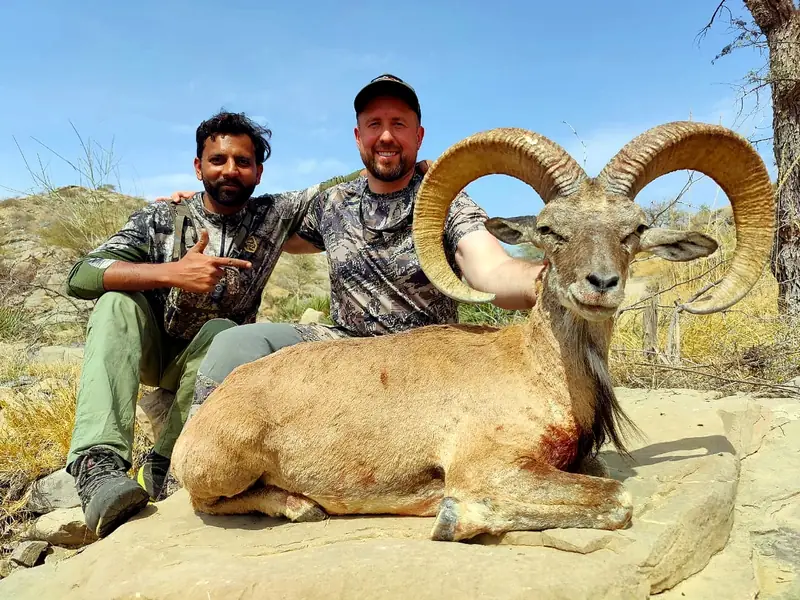 Blandford Urial, Sindh