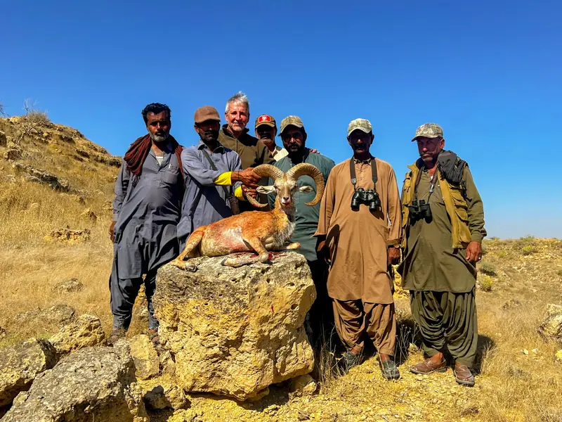 Blandford Urial, Sindh