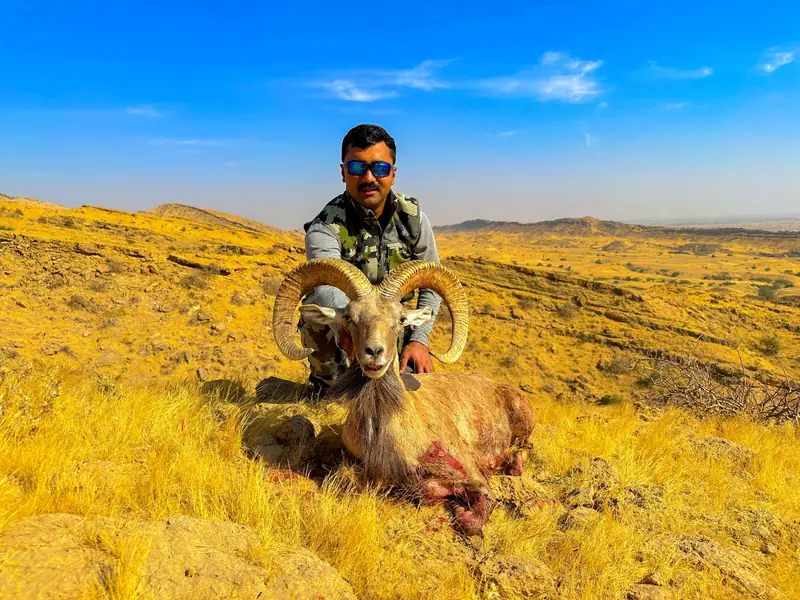 Blandford Urial, Sindh