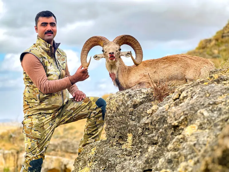 Blandford Urial, Sindh
