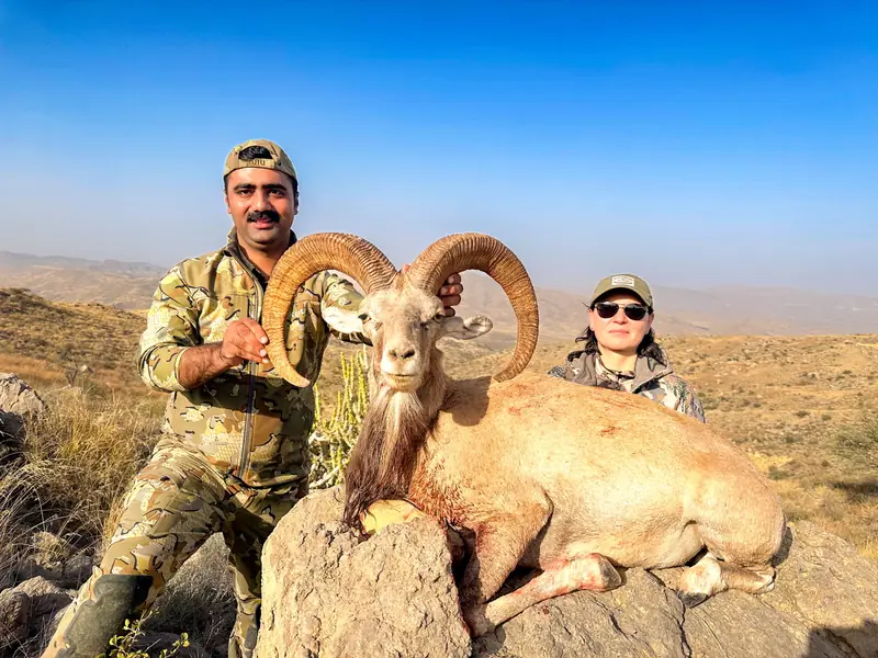 Blandford Urial, Sindh