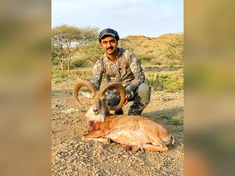 Blandford Urial, Sindh