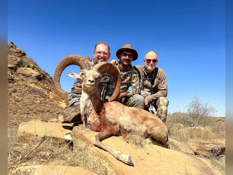 Blandford Urial, Sindh