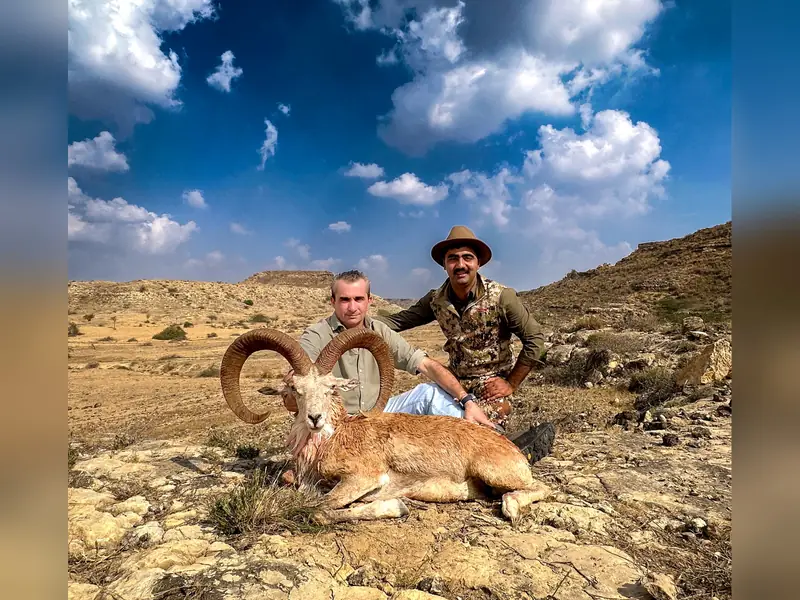 Blandford Urial, Sindh