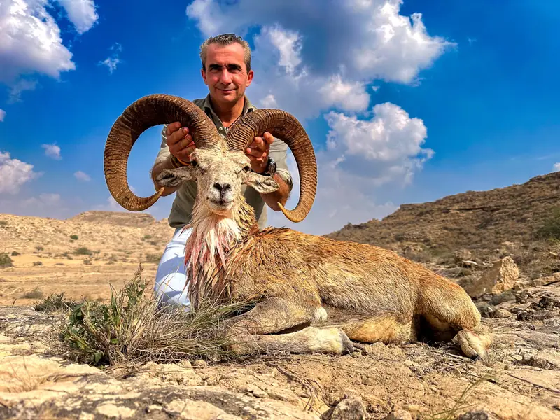 Blandford Urial, Sindh
