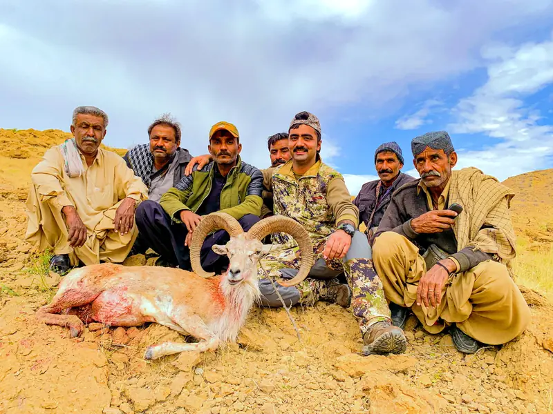 Blandford Urial, Sindh