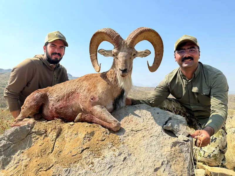 Blandford Urial, Sindh