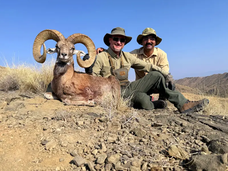Blandford Urial, Sindh