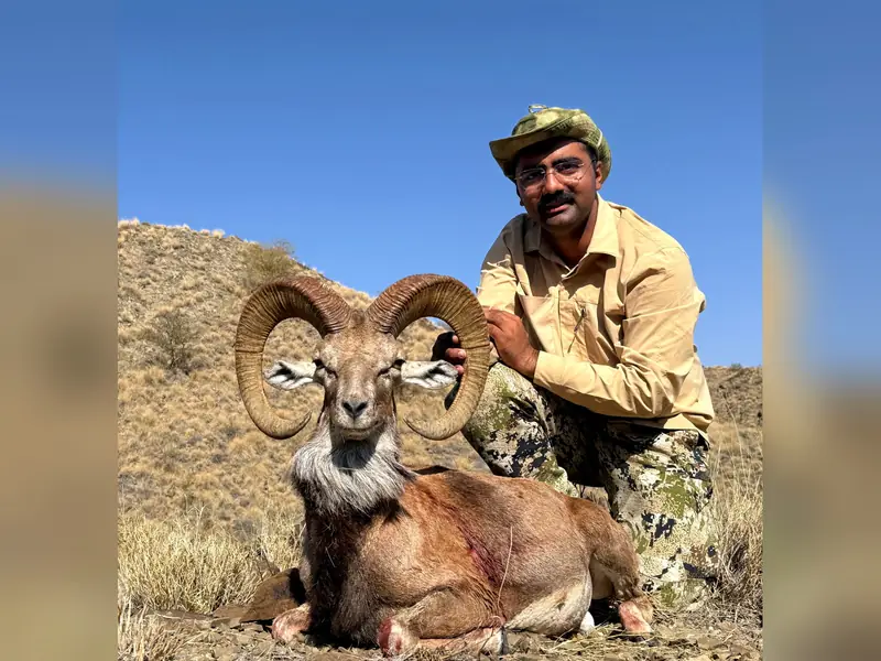 Blandford Urial, Sindh