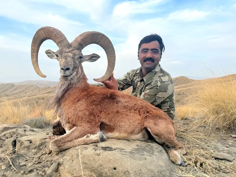 Blandford Urial, Sindh