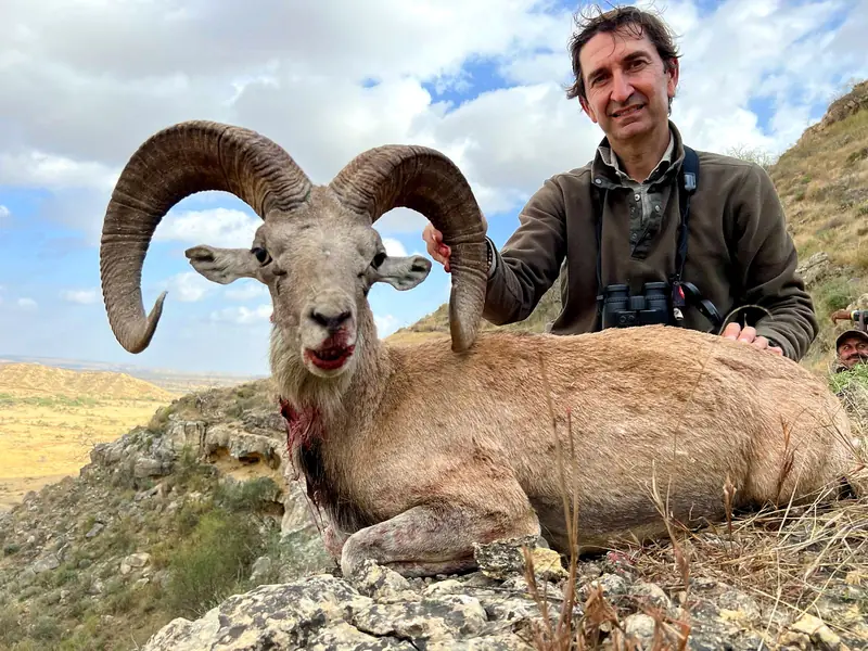 Blandford Urial, Sindh