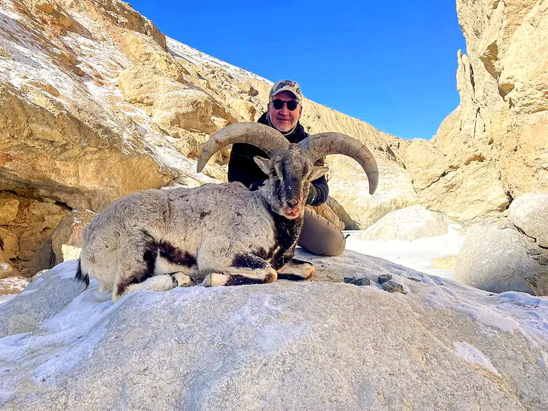Blue Sheep, Karakoram