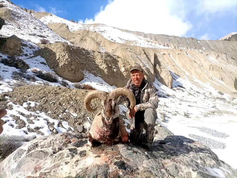 Blue Sheep, Karakoram