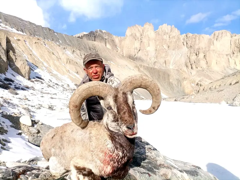 Blue Sheep, Karakoram
