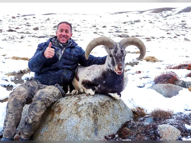 Blue Sheep, Karakoram