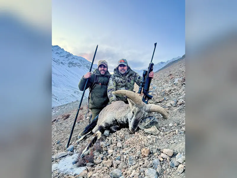 Blue Sheep, Karakoram