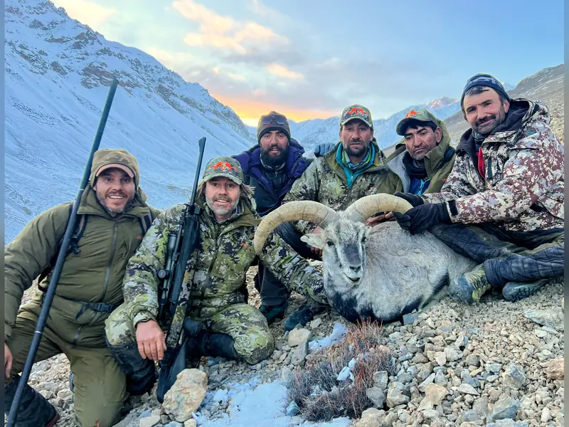 Blue Sheep, Karakoram