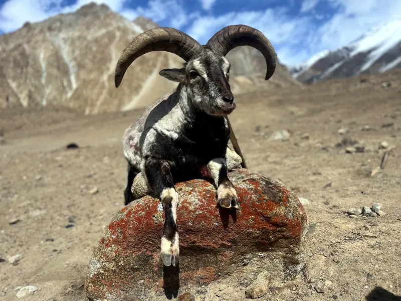 Blue Sheep, Karakoram