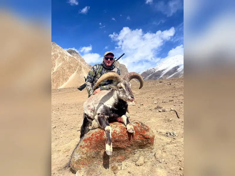 Blue Sheep, Karakoram