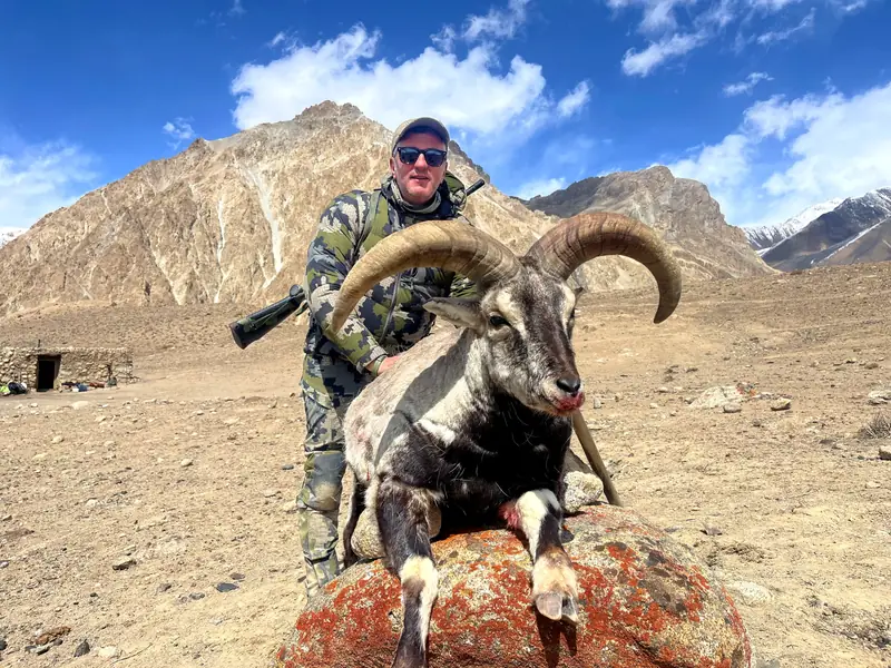 Blue Sheep, Karakoram