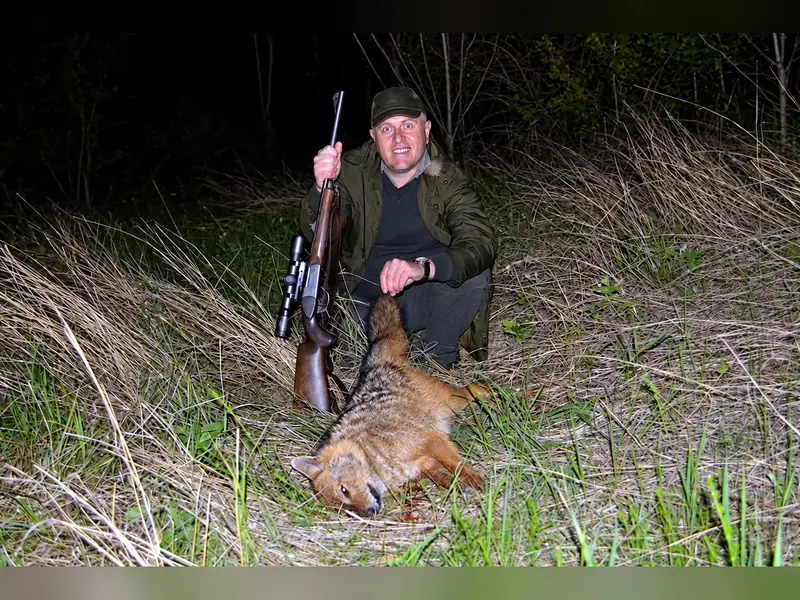 Golden Jackal, Sindh plains