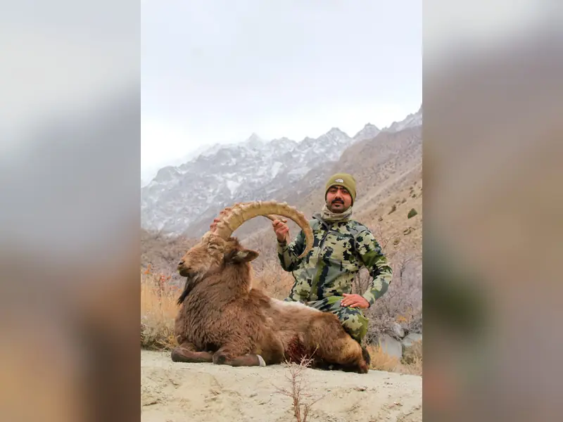 Himalayan Ibex, Gilgit, Skardu, Hunza
