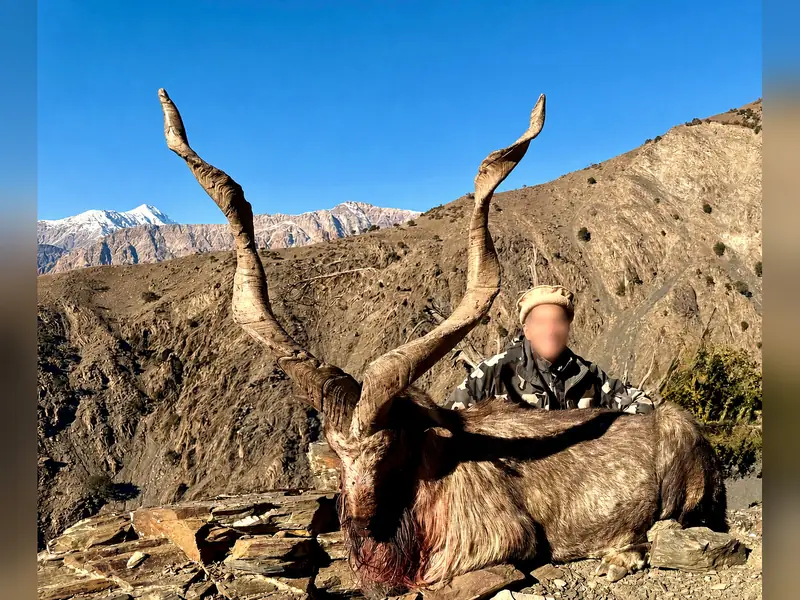 Kashmir Markhor, Chitral and Kaigah, KPK