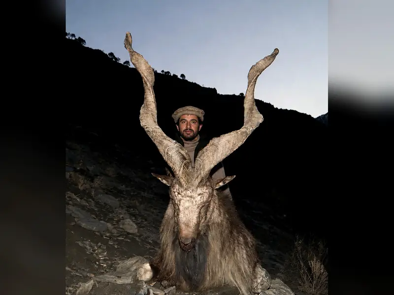 Kashmir Markhor, Chitral and Kaigah, KPK