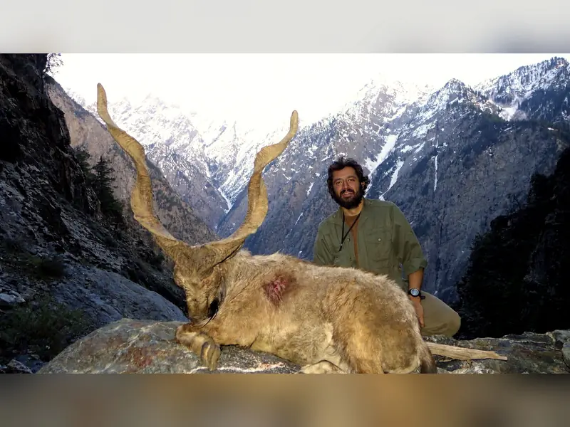 Kashmir Markhor, Chitral and Kaigah, KPK