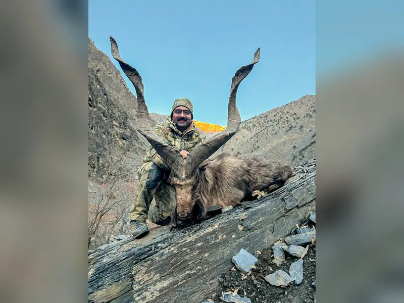 Kashmir Markhor, Chitral and Kaigah, KPK