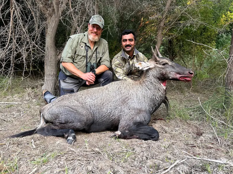 Nilgai, Sindh and Punjab