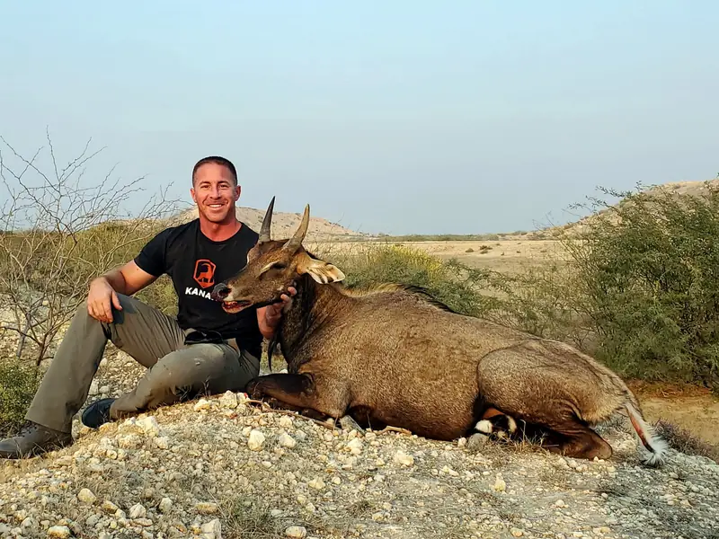 Nilgai, Sindh and Punjab