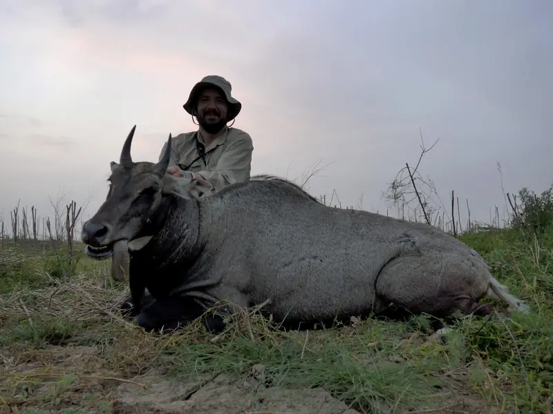 Nilgai, Sindh and Punjab