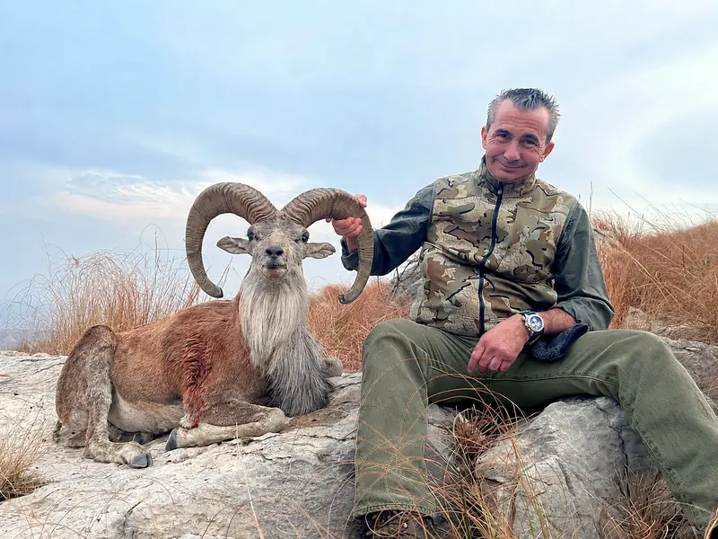 Punjab Urial, Salt Range, Punjab