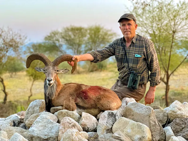 Punjab Urial, Salt Range, Punjab