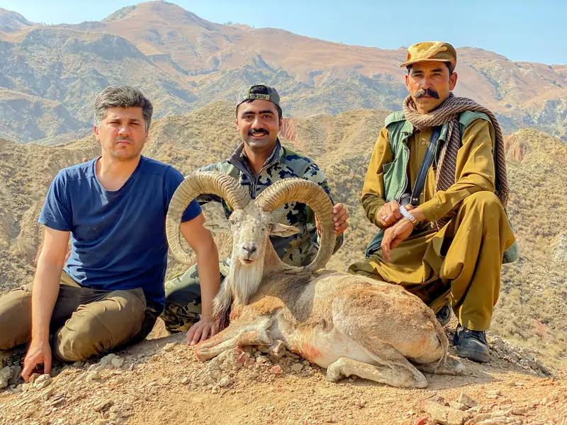 Punjab Urial, Salt Range, Punjab
