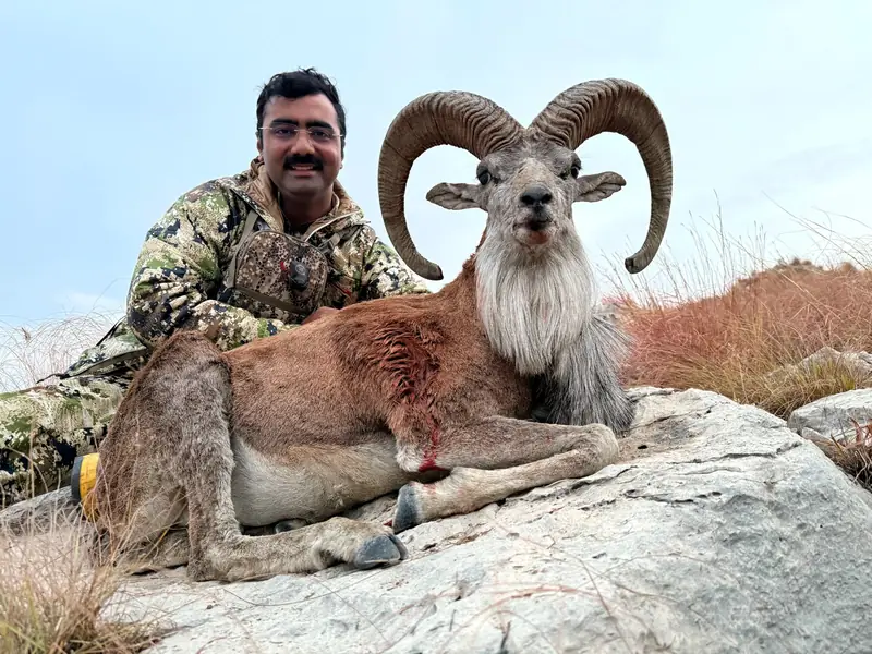 Punjab Urial, Salt Range, Punjab