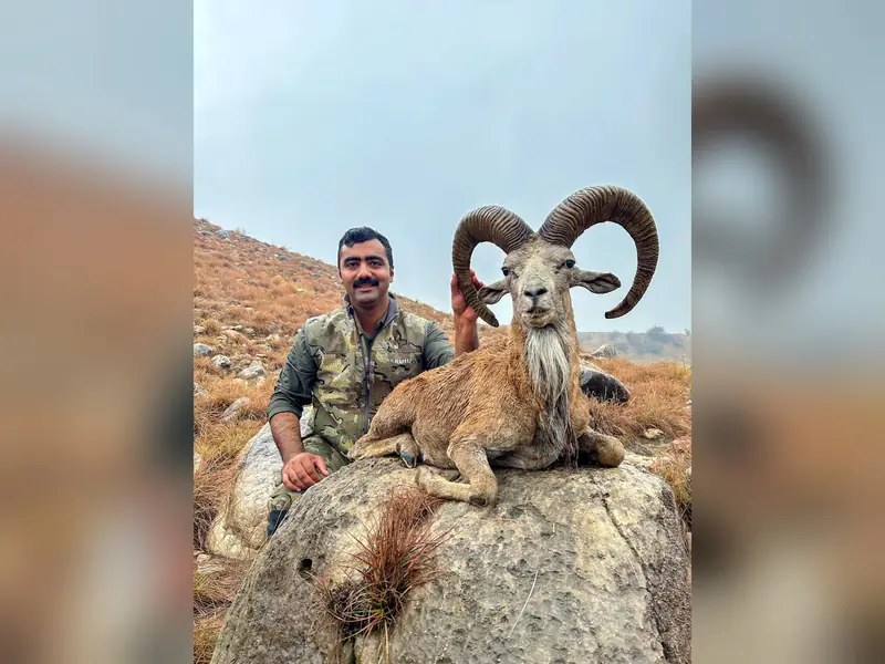 Punjab Urial, Salt Range, Punjab