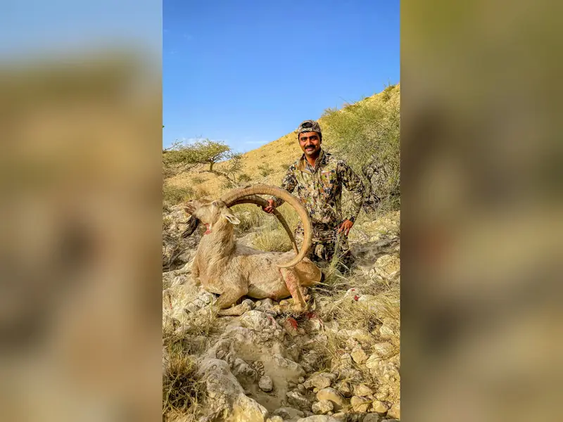 Sindh Ibex, Sindh and Balochistan
