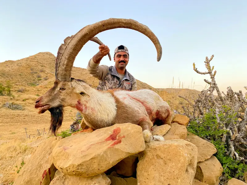Sindh Ibex, Sindh and Balochistan