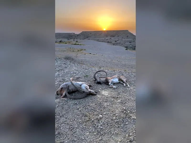 Sindh Ibex, Sindh and Balochistan
